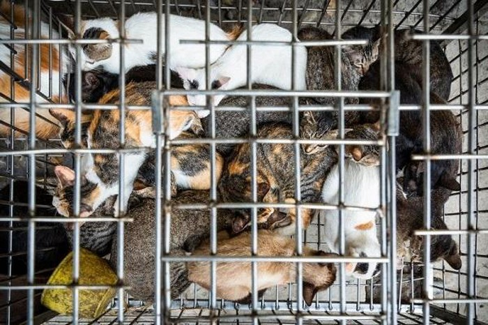 what is dog and cat meat trade