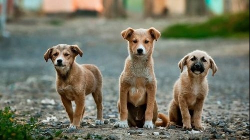 acpa calls on vietnam to ban dog and cat meat trade