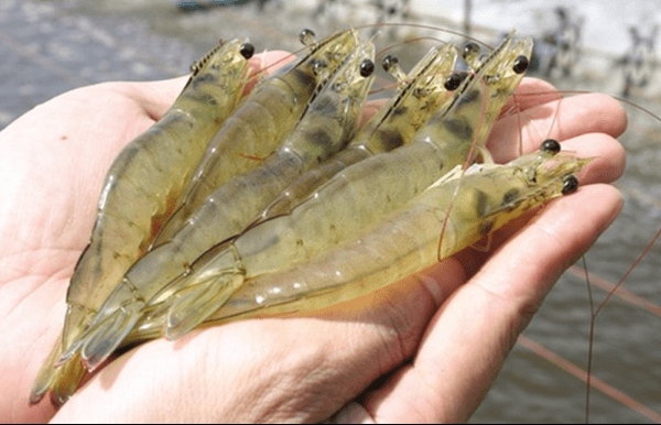 Vietnamese researcher successfully uses shrimp, crab shells to remove antibiotics from water