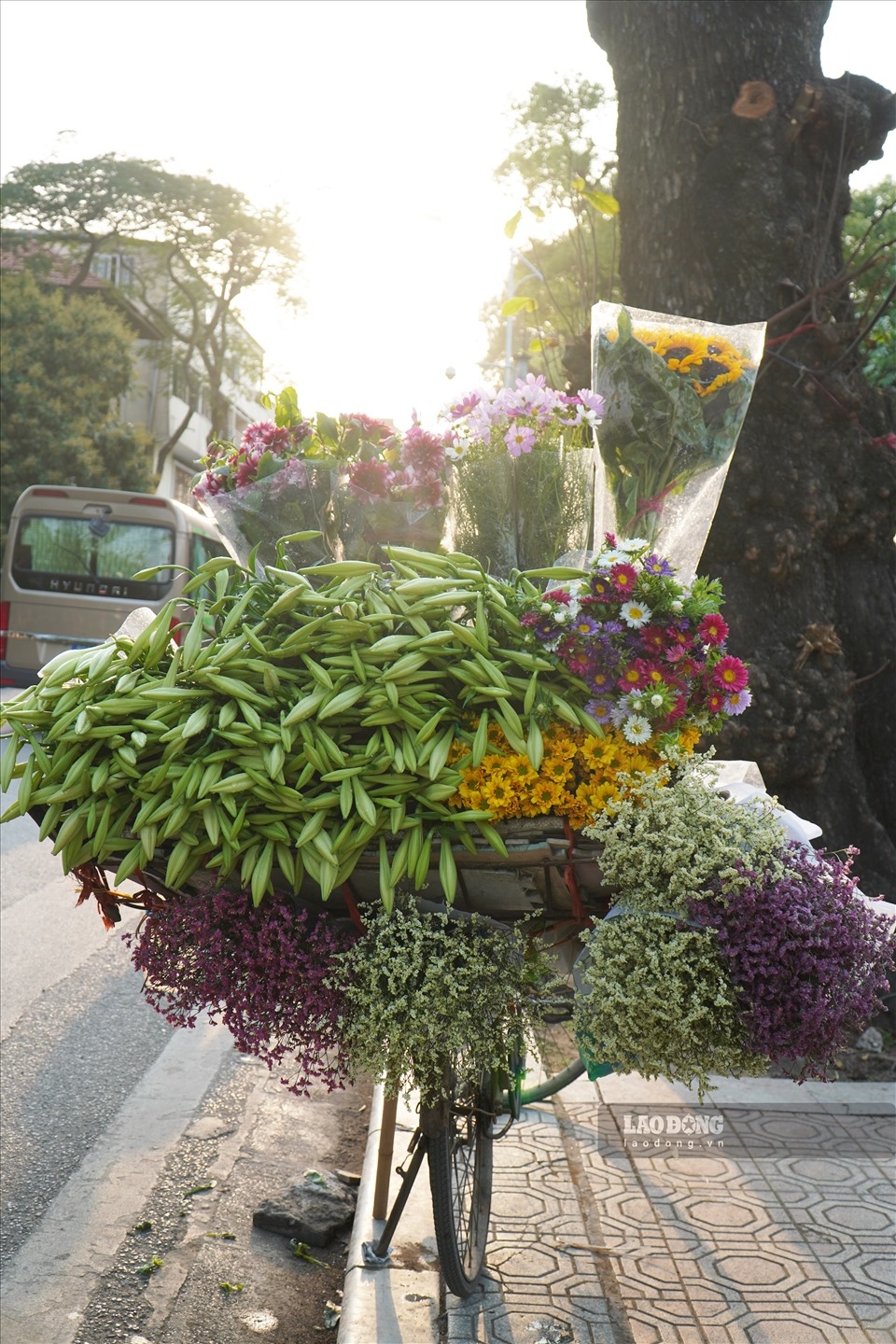 0735-lily-blooming-season-in-hanoi