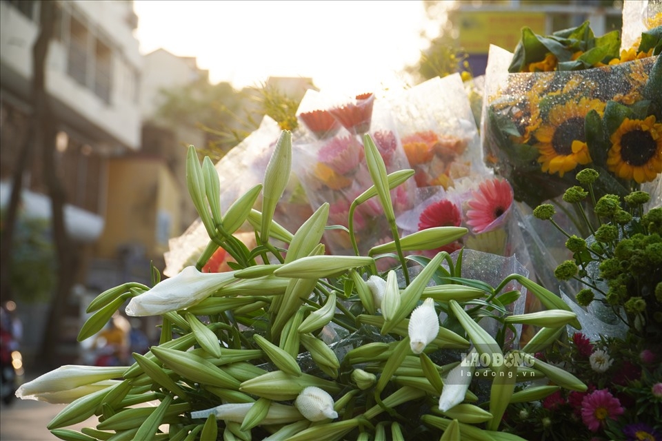 0758-lily-blooming-season-in-hanoi