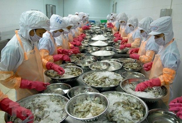 Shrimp processed for exports at Thong Thuan Company Limited in Ninh Thuan province (Photo: VNA) 