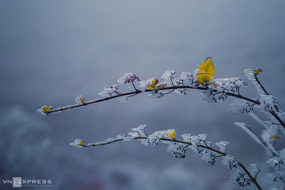 Tree branches and grass in Mau Son are all covered in thick layer of ice. It was freezing cold, strong winds and small rain (Photo: VNE)  