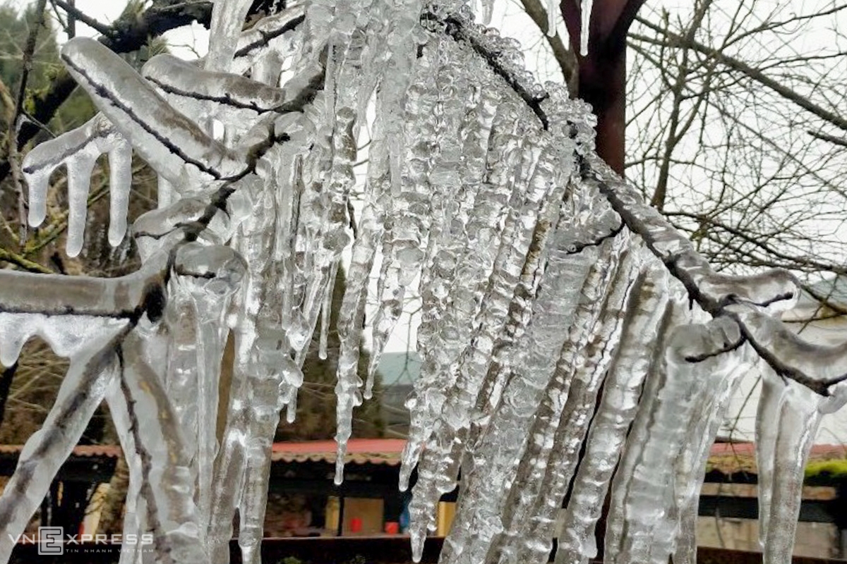 Rain water is frozen into frost in Xin Cai commune, Meo Vac district, giving the plants a strange, yet interesting look (Photo: VNE)  
