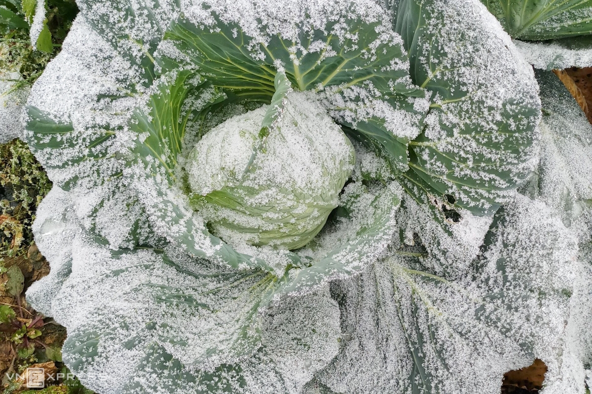The frost could damage local's crops (Photo: VNE)  