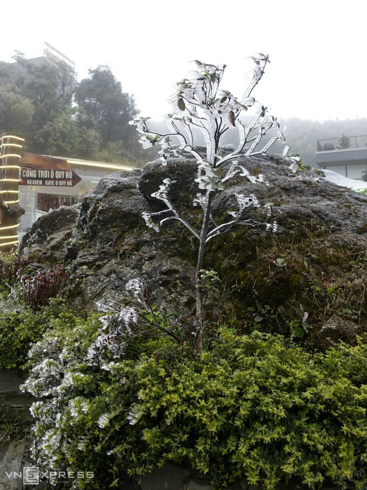 A tall tree turns white as it covered in frost (Photo: VNE)  