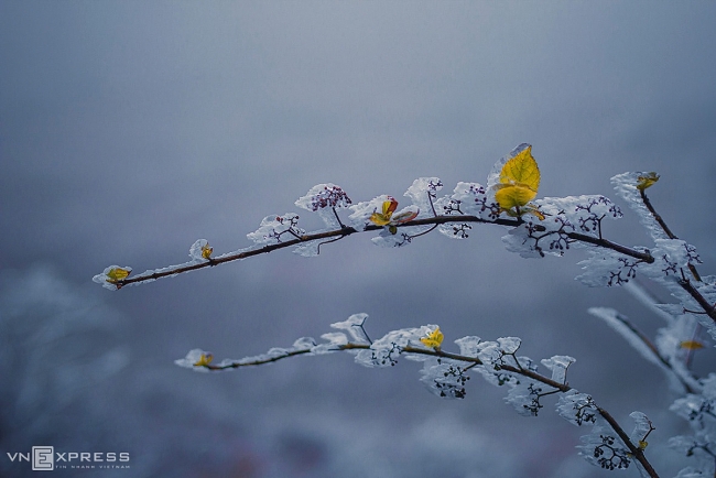 Frost gives Vietnam's northern provinces a new look