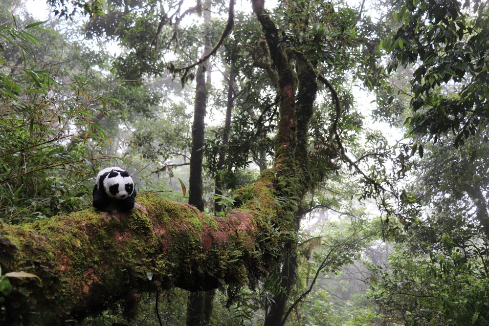 Expat travel across Vietnam in the company of Teddy bear