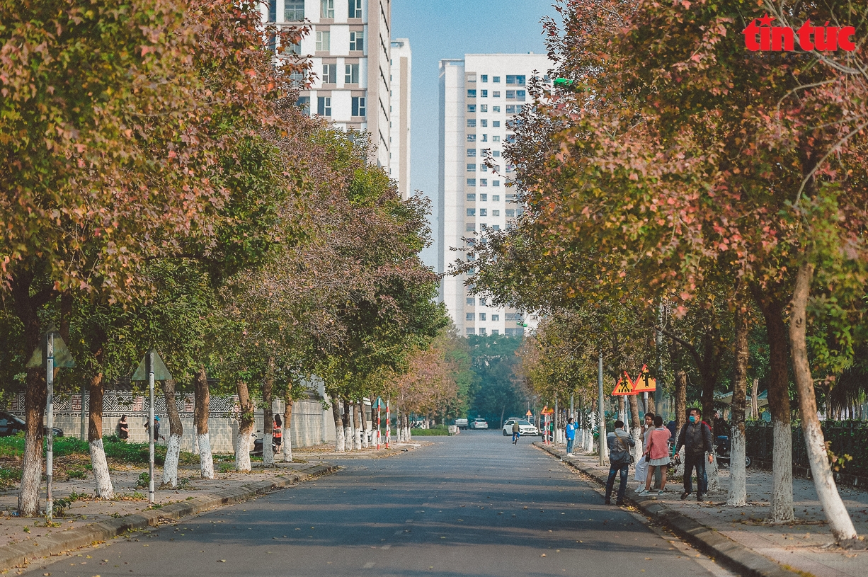 Splendid red maple leaves 'warm up' Hanoi's cold days