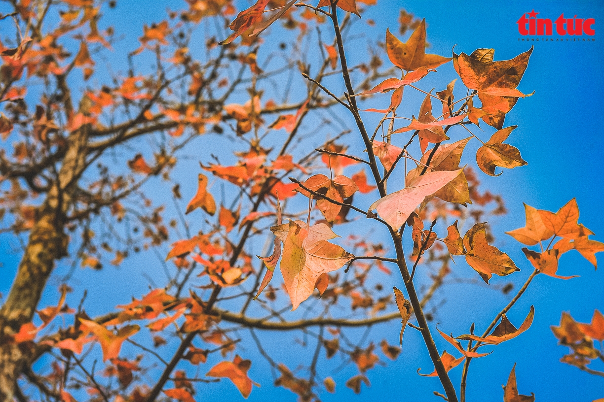 Splendid red maple leaves 'warm up' Hanoi's cold days