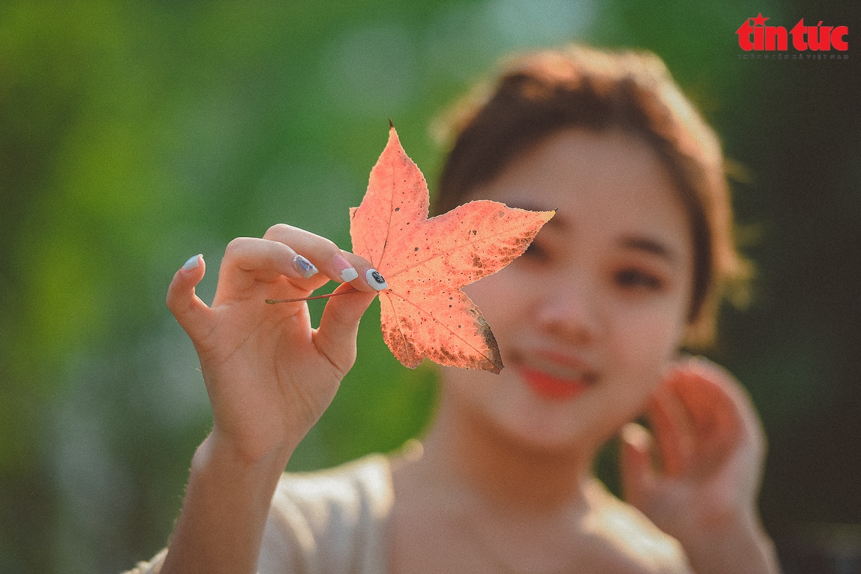 Splendid red maple leaves 'warm up' Hanoi's cold days