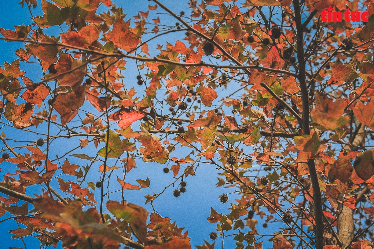 Splendid red maple leaves 'warm up' Hanoi's cold days