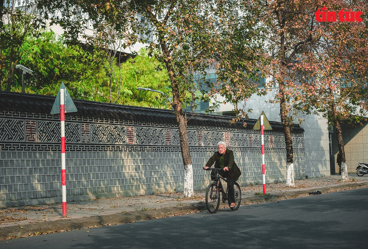 Splendid red maple leaves 'warm up' Hanoi's cold days