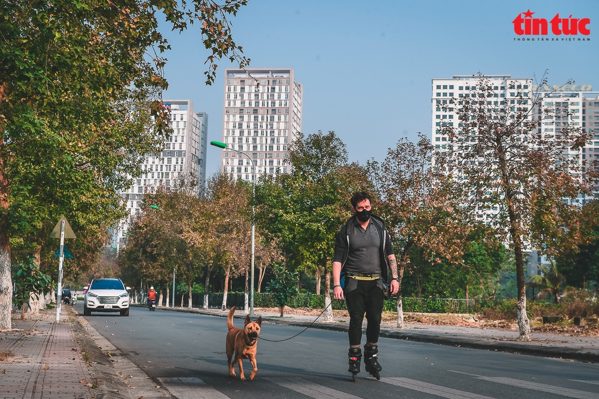 Splendid red maple leaves 'warm up' Hanoi's cold days