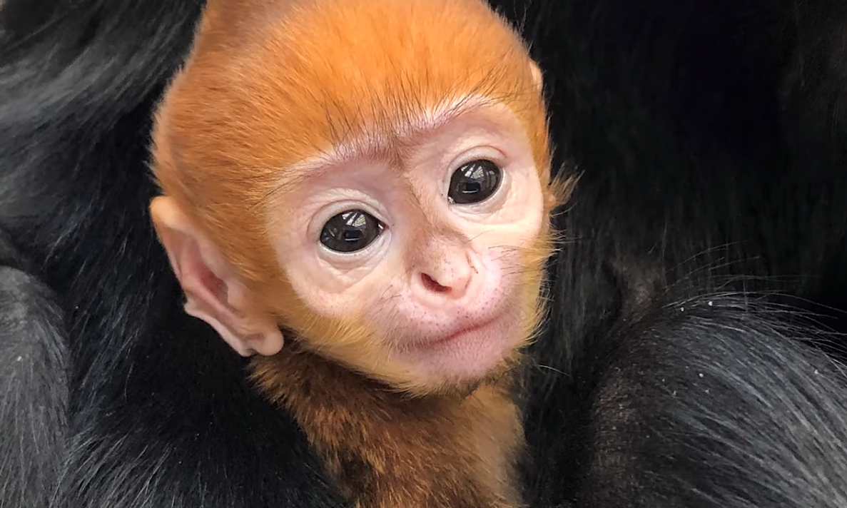 Endangered baby langur in Philadelphia given Vietnamese name