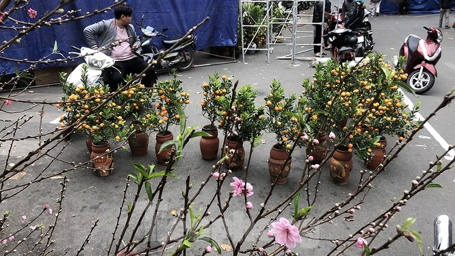 Bustling joys in Hanoi's oldest Tet flower market