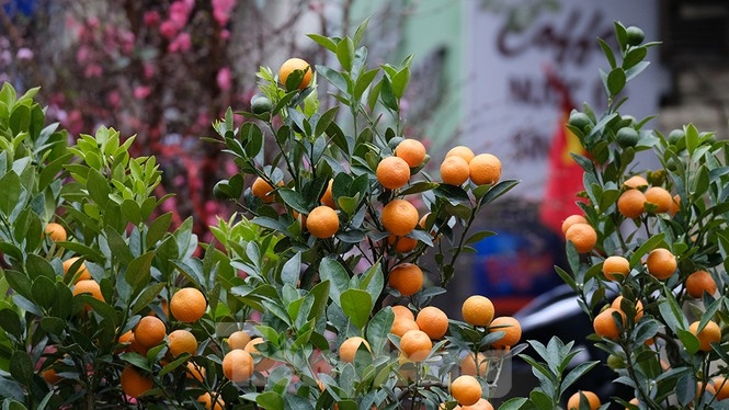 Bustling joys in Hanoi's oldest Tet flower market