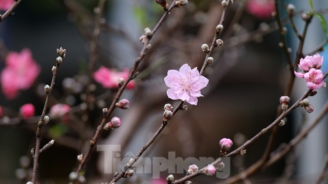 Bustling joys in Hanoi's oldest Tet flower market