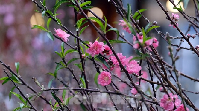 Bustling joys in Hanoi's oldest Tet flower market