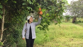 mayu inno japanese friend helps ben tre to implement organic agriculture model