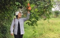 Mayu Inno, Japanese friend helps Ben Tre to implement organic agriculture model