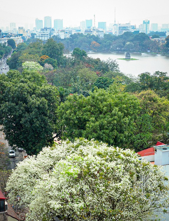 hanoi corners dazzle as white sua flowers in bloom