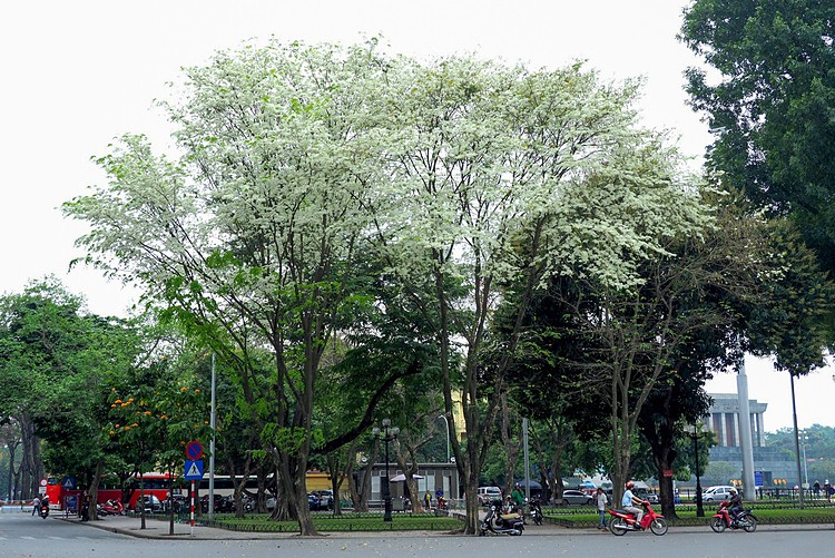 hanoi corners dazzle as white sua flowers in bloom