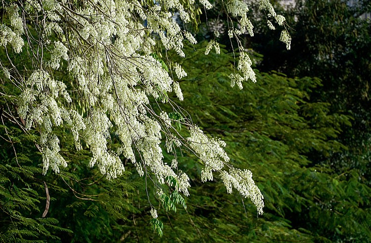 hanoi corners dazzle as white sua flowers in bloom