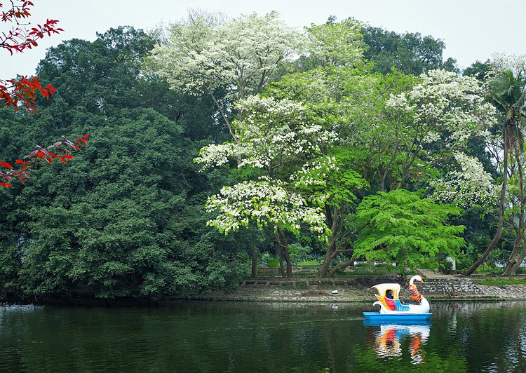 hanoi corners dazzle as white sua flowers in bloom