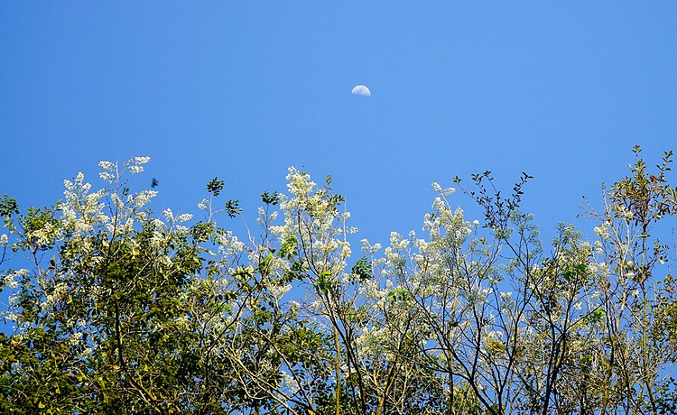 hanoi corners dazzle as white sua flowers in bloom