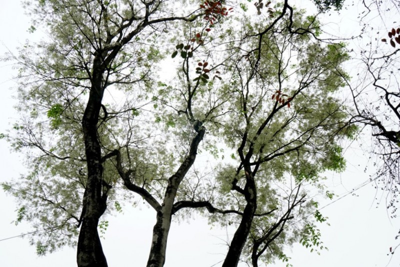 hanoi corners dazzle as white sua flowers in bloom