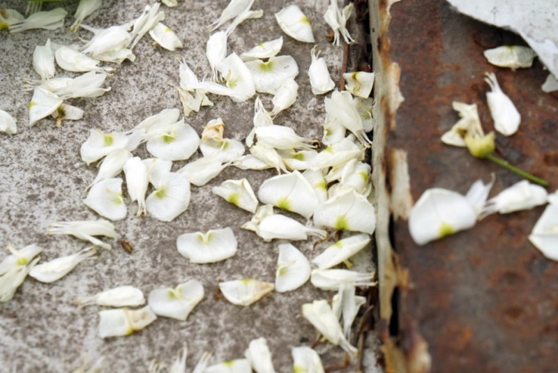 hanoi corners dazzle as white sua flowers in bloom