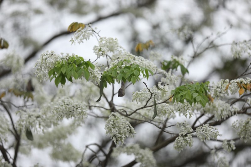 hanoi corners dazzle as white sua flowers in bloom