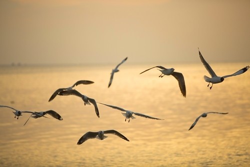 seagulls hunting season gives kien river gorgeous look