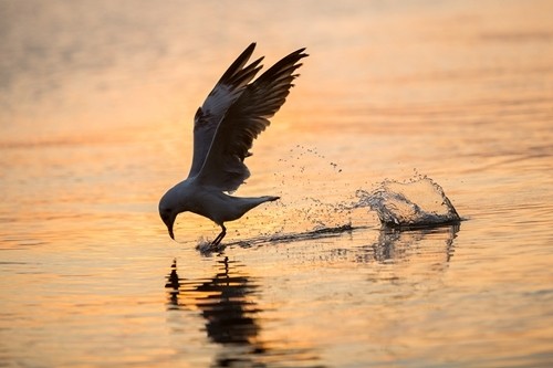 seagulls hunting season gives kien river gorgeous look