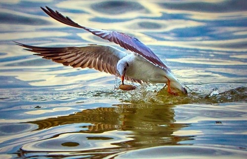 seagulls hunting season gives kien river gorgeous look