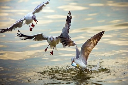 seagulls hunting season gives kien river gorgeous look