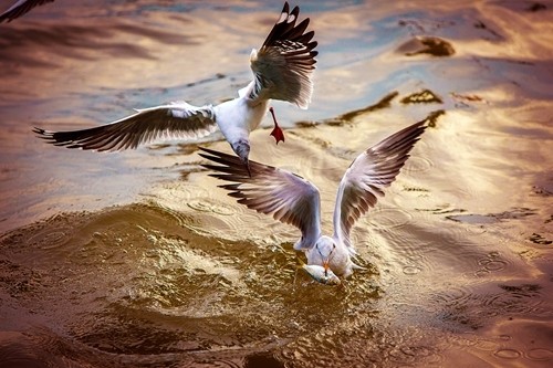 seagulls hunting season gives kien river gorgeous look