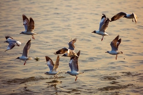 seagulls hunting season gives kien river gorgeous look