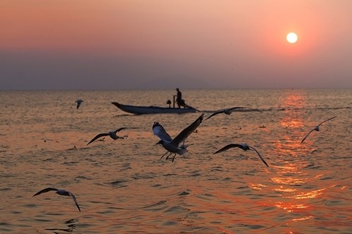 seagulls hunting season gives kien river gorgeous look