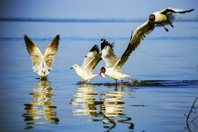 seagulls hunting season gives kien river gorgeous look