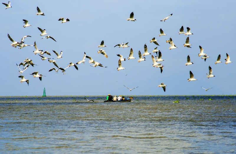 seagulls hunting season gives kien river gorgeous look