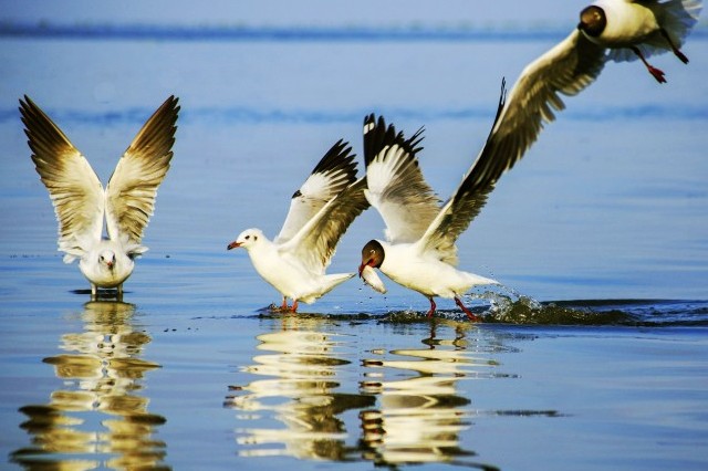 Seagulls hunting season gives Kien river gorgeous look