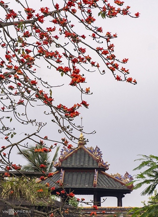 scarlet flowers colors the dreamy hue