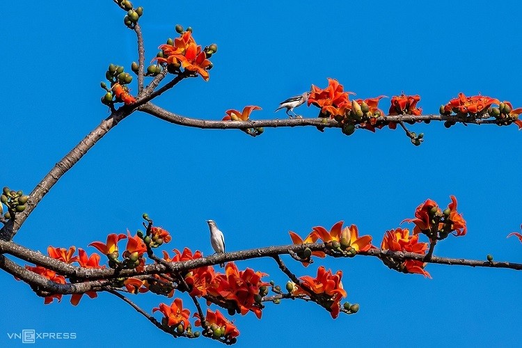 scarlet flowers colors the dreamy hue