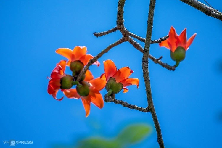 scarlet flowers colors the dreamy hue