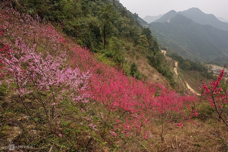 peach flowers turns northern vietnam mountain a pink carpet