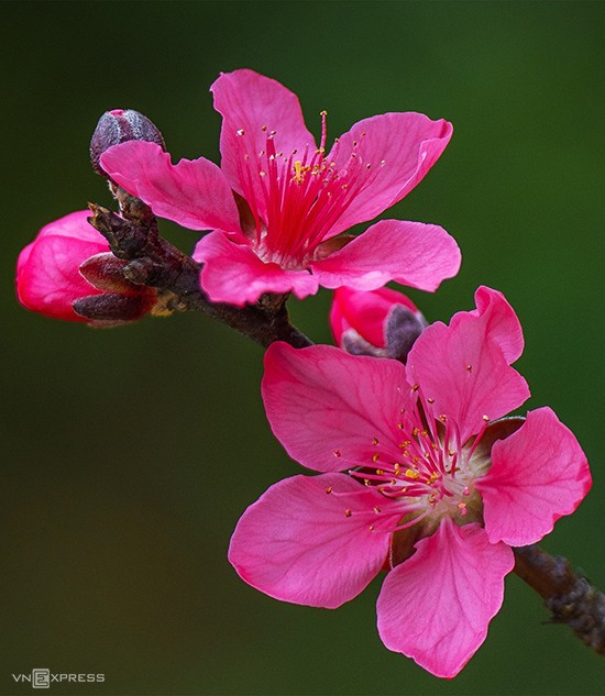 peach flowers turns northern vietnam mountain a pink carpet