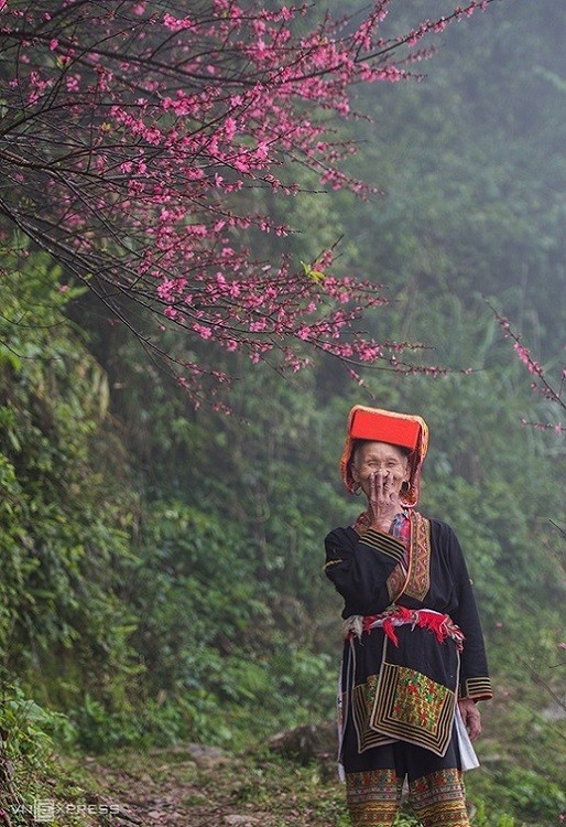 peach flowers turns northern vietnam mountain a pink carpet