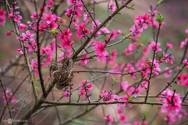 peach flowers turns northern vietnam mountain a pink carpet